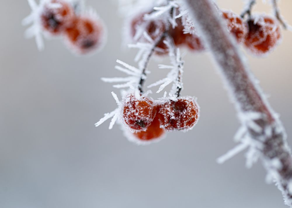 Photograph by Ирина Команова