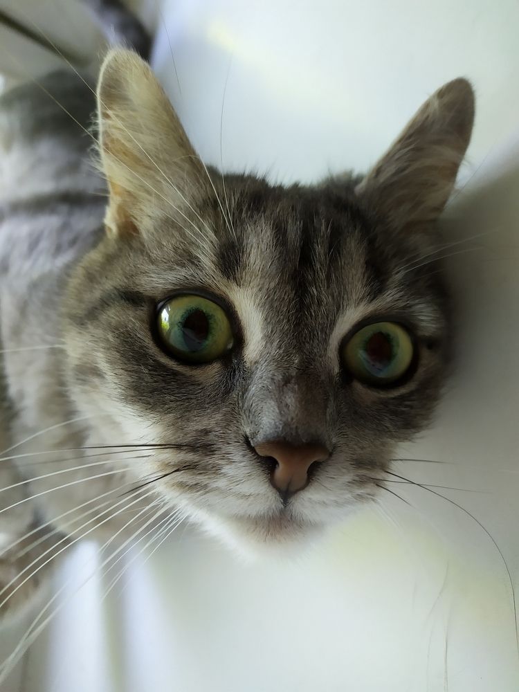 тревожная Дуся