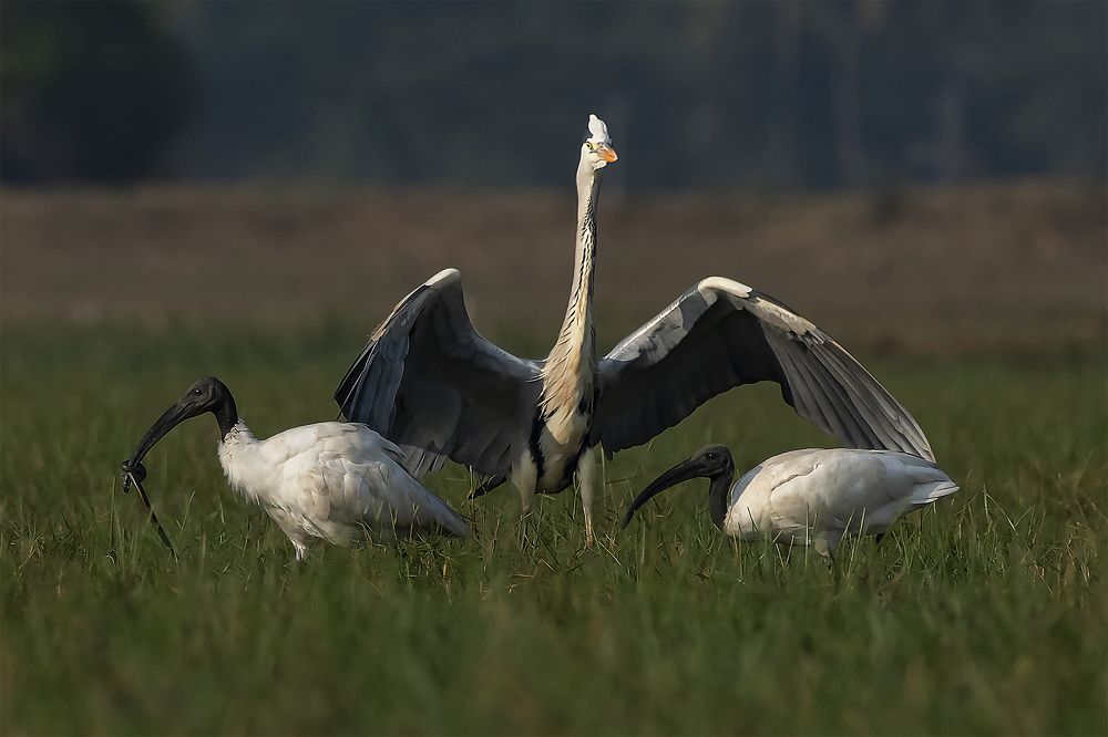 Photograph by prabir kumar das