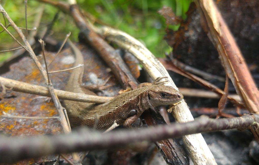Garden lizard