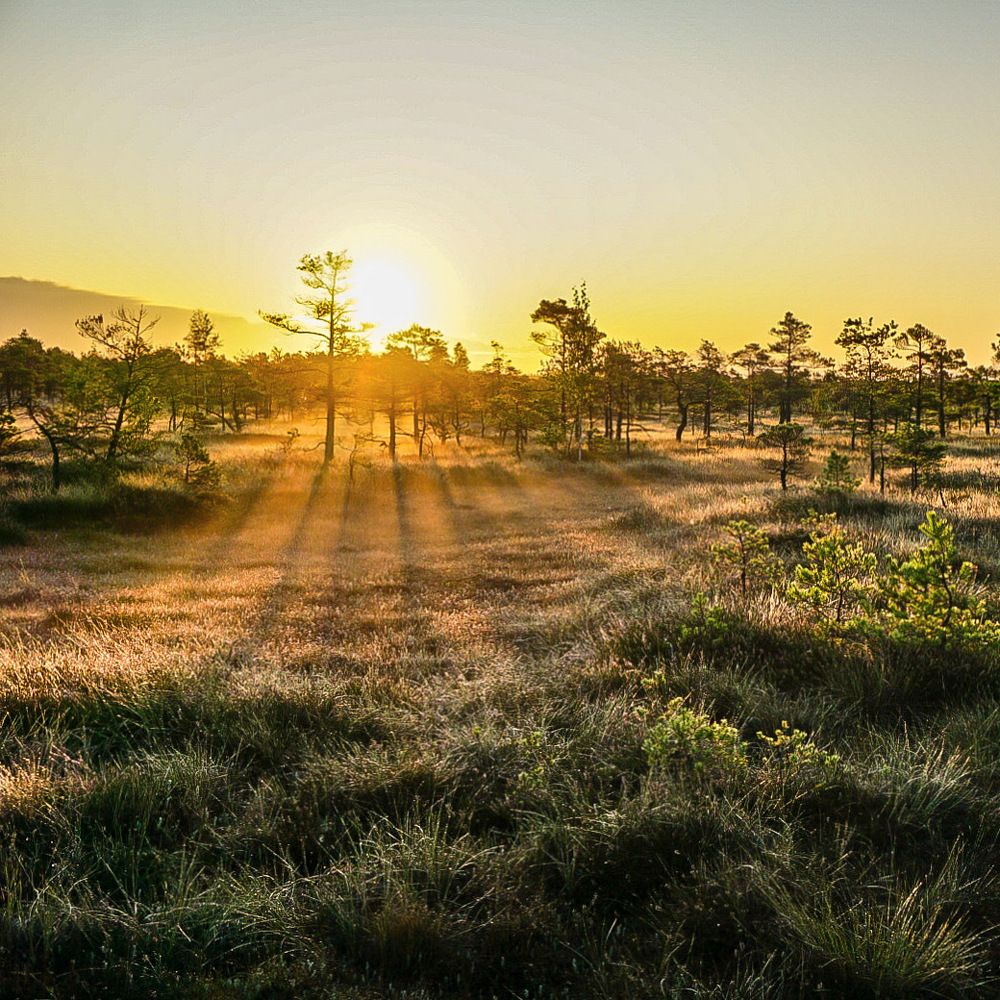 Kemeri National park.