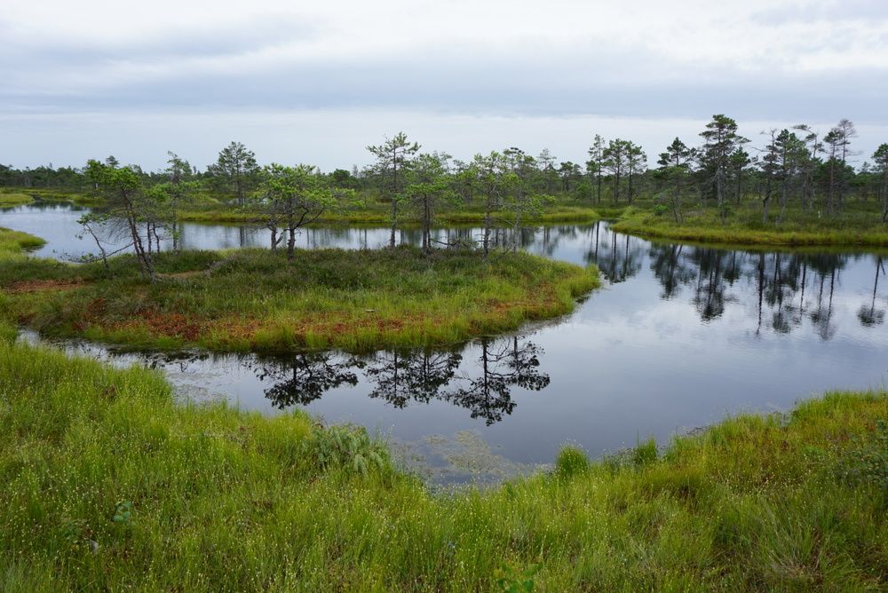 Kemeri National park.