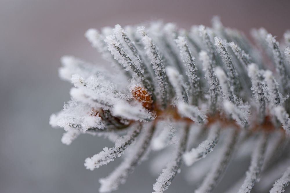 Photograph by Ирина Команова