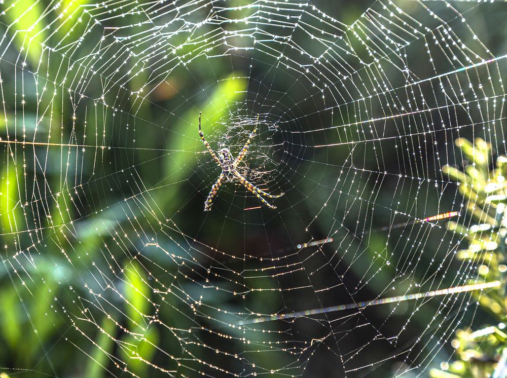 Фотография автора ADLER GOLDFARB