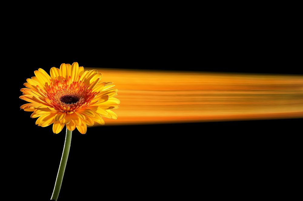 Фотография автора Елена Полякова