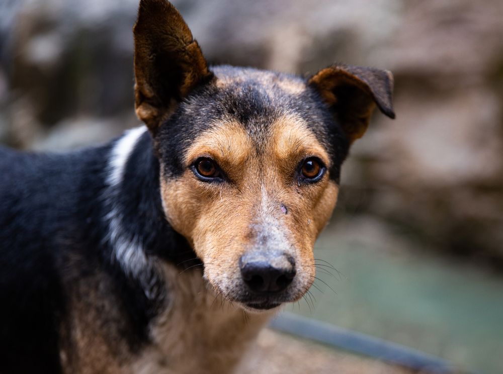 Photograph by Ирина Команова