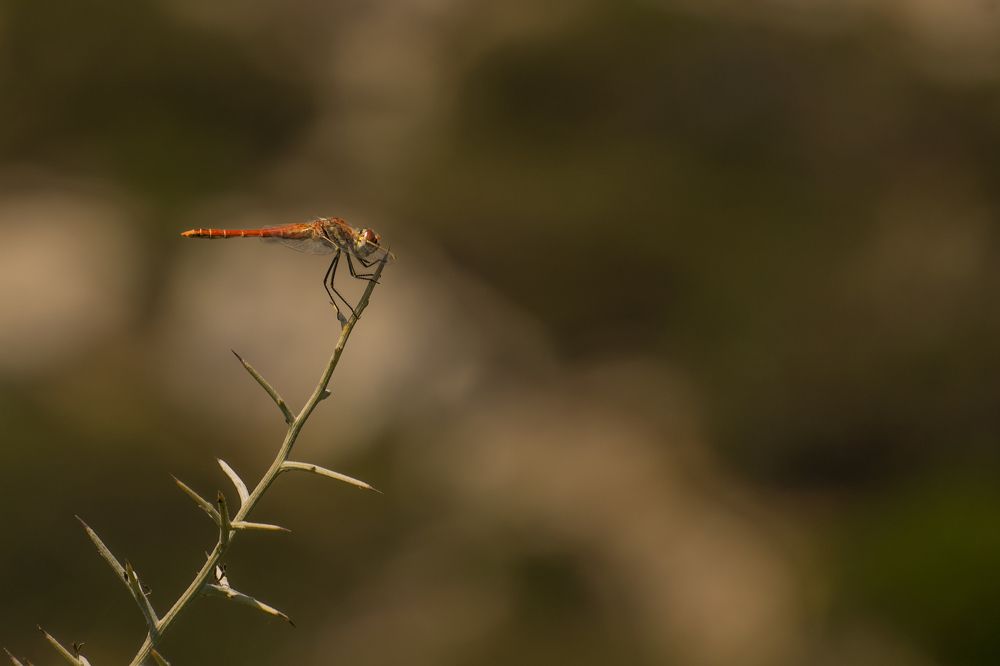 Фотография автора Alexis Kapsomenos