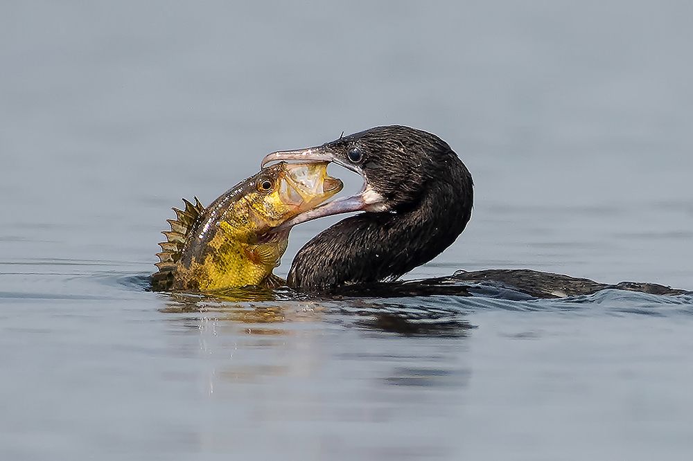 Photograph by prabir kumar das