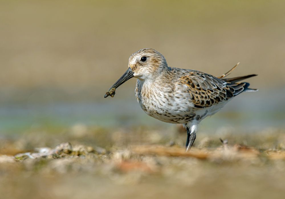 Кулик чернозобик.