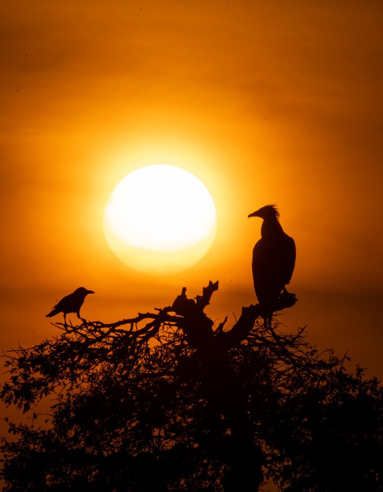 Photograph by Dipanjan Pal