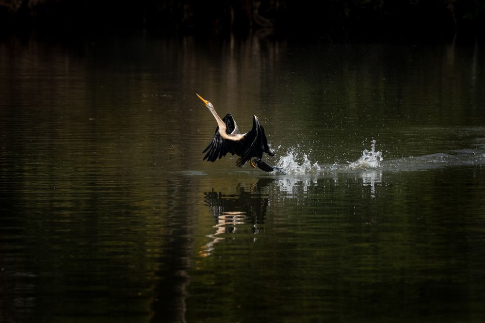 Photograph by Dipanjan Pal