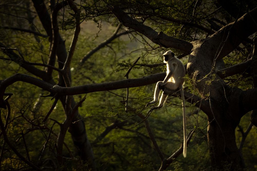 Photograph by Dipanjan Pal