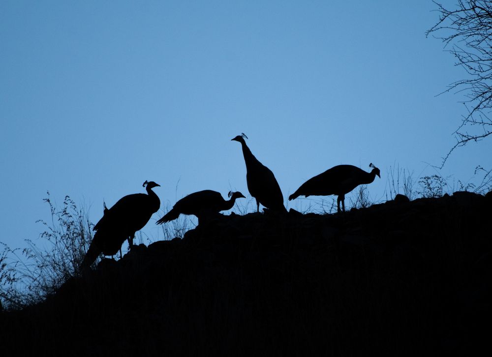 Photograph by Dipanjan Pal