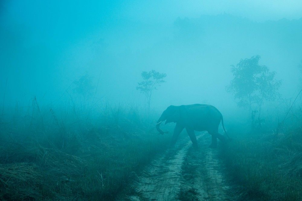 Photograph by Dipanjan Pal