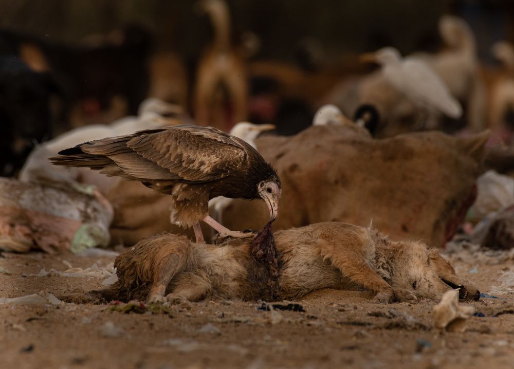 Photograph by Dipanjan Pal