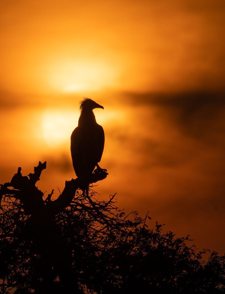 Photograph by Dipanjan Pal