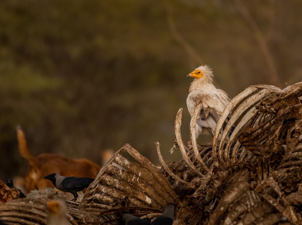 Photograph by Dipanjan Pal