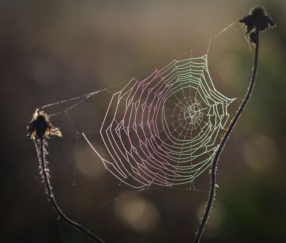 Photograph by Olga Kazakova