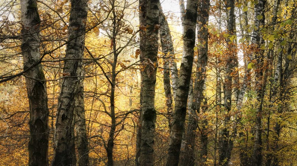 Фотография автора Александр Стоялов