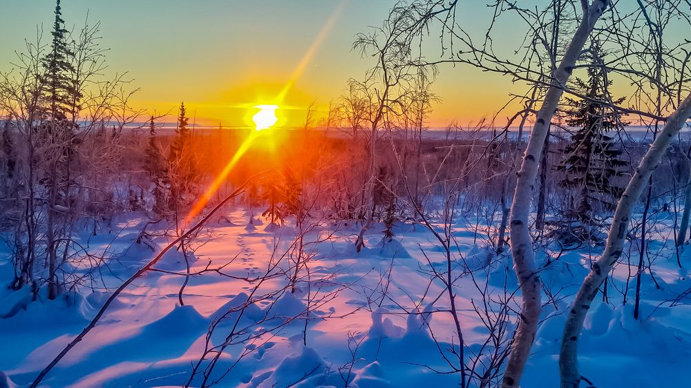 Утро в тундре