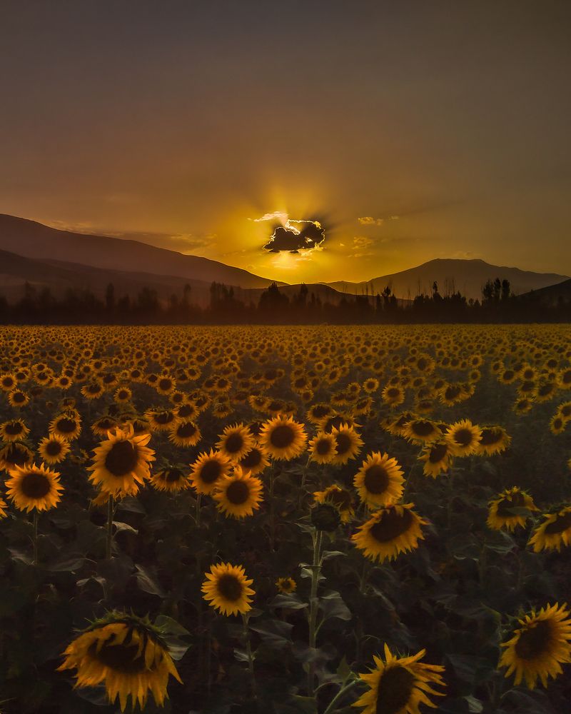 Фотография автора Alipour mohammad