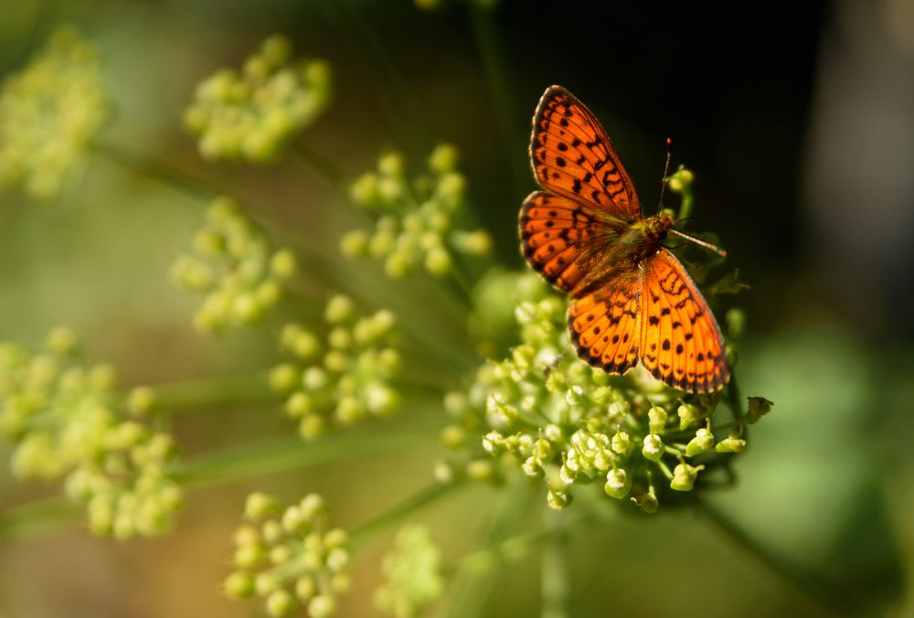 Рыжая красавица