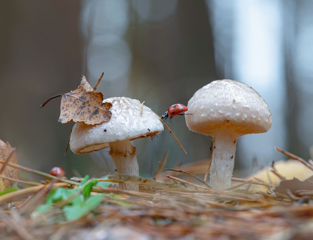 Photograph by Андрей Киселёв