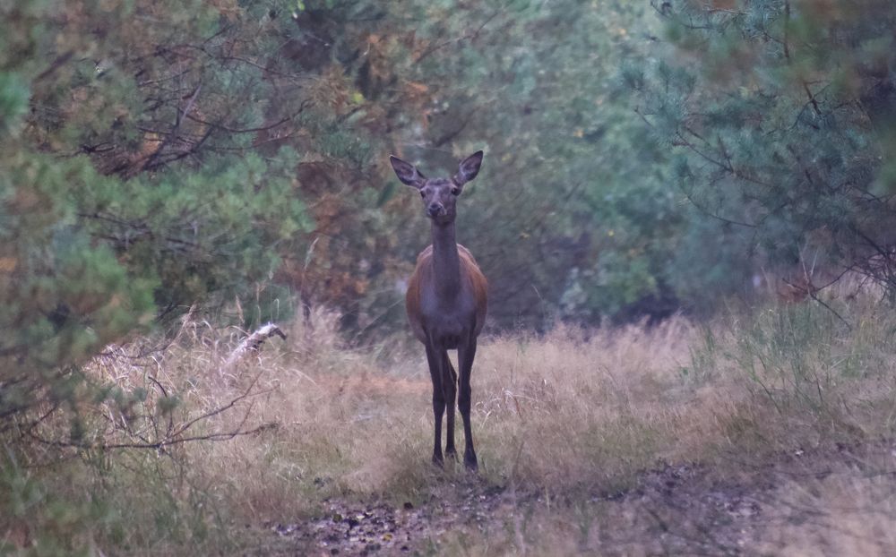meeting on the forest path