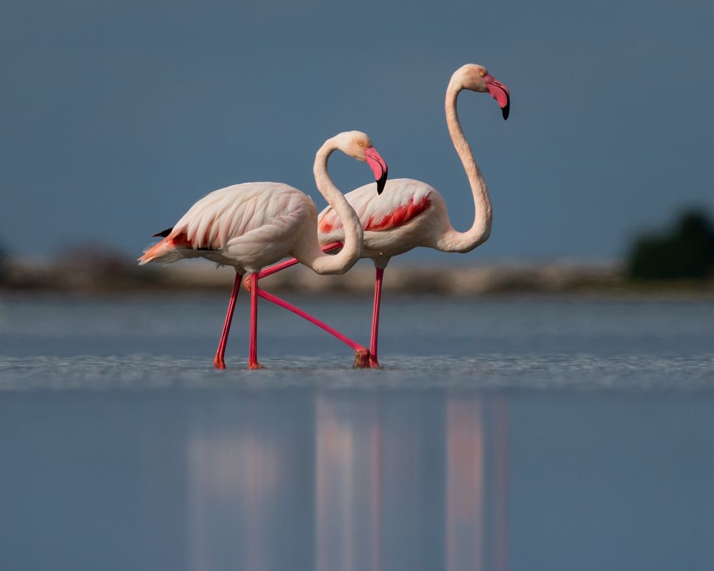 Flamingo Couple
