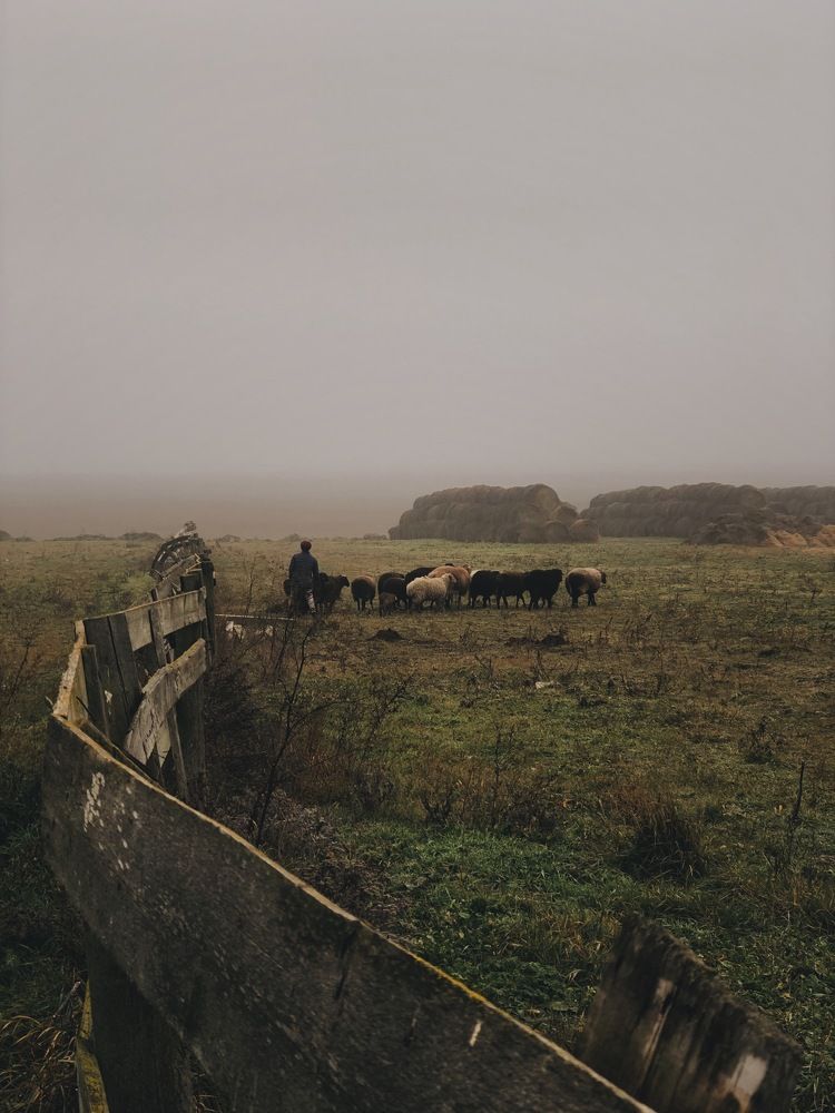 По дороге домой...