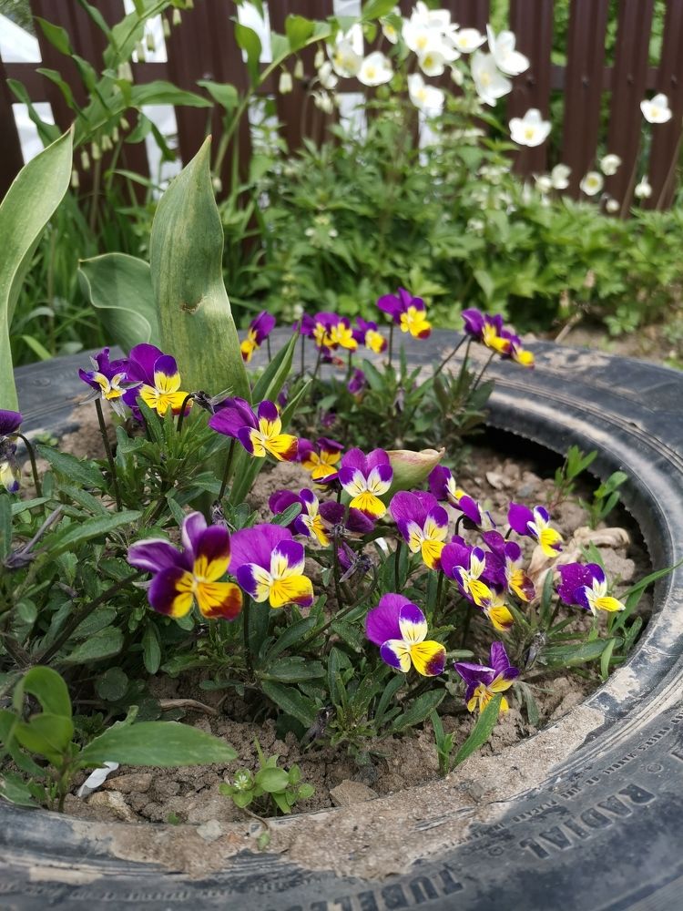 Анютки-Незабудки-Лилипутки