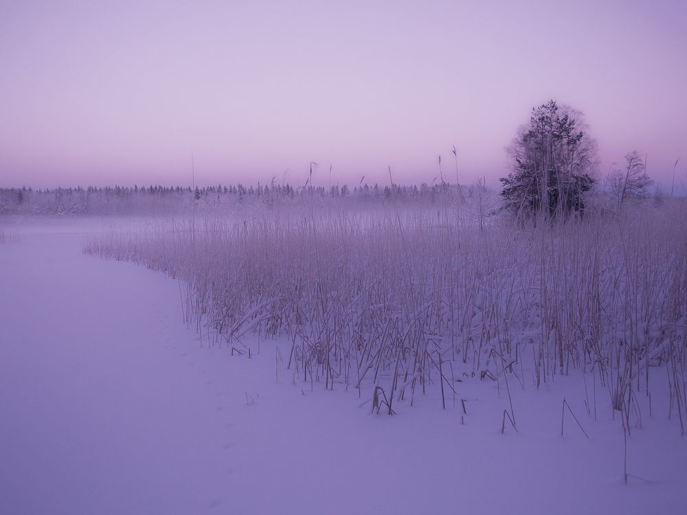 Лиловый февраль
