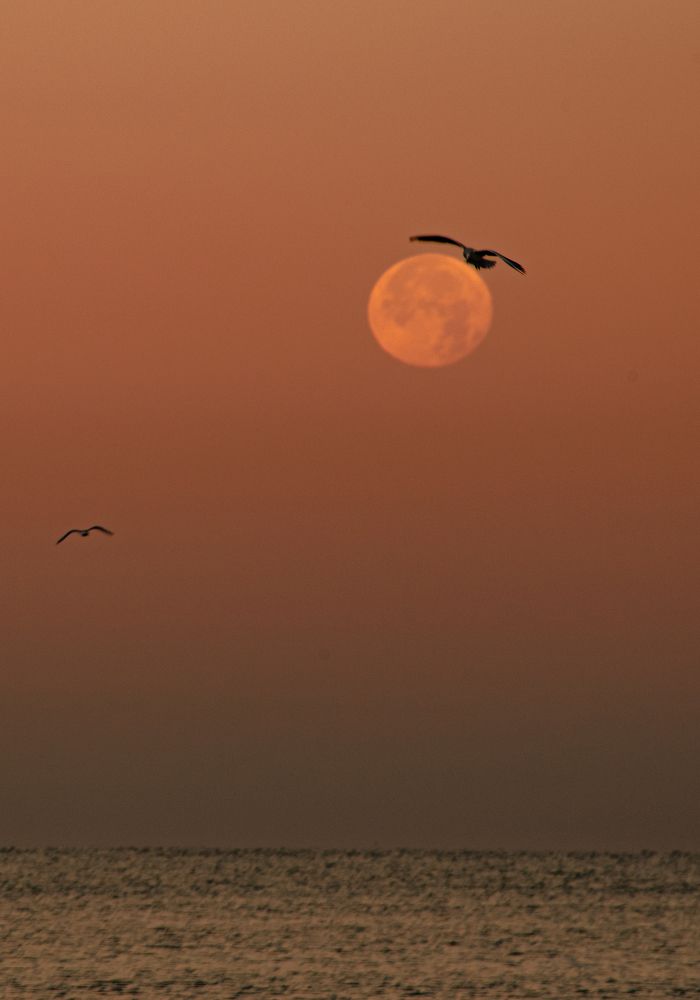 Поймала луну