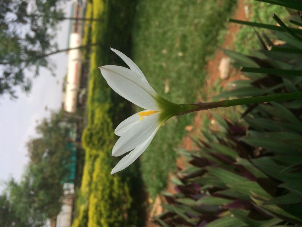 Crown Blossom
