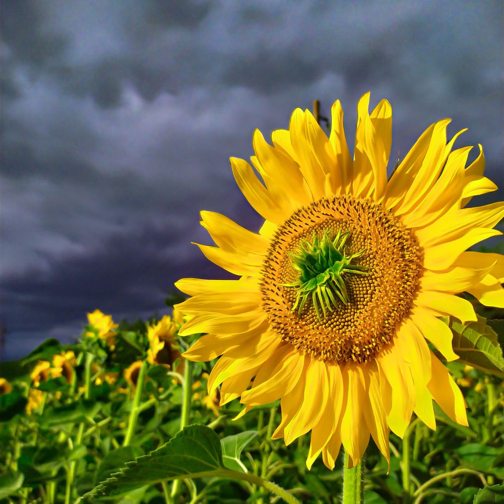 Чудовищный подсолнух