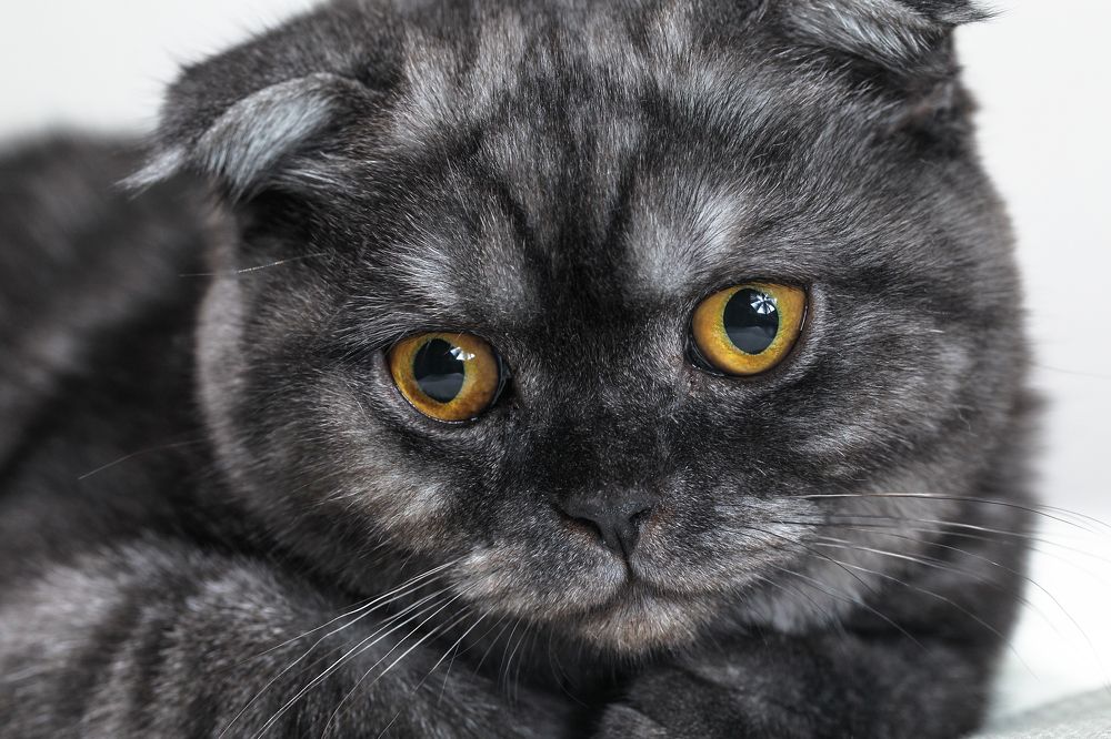 Photograph by Дмитрий Самборский