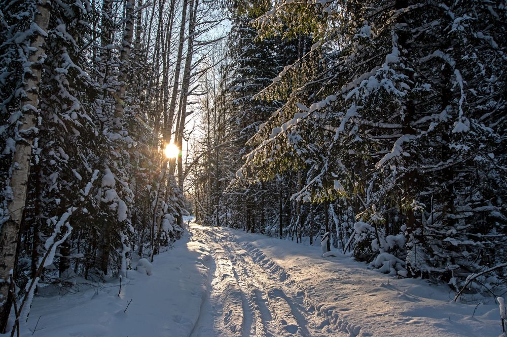 Утро в зимнем лесу.
