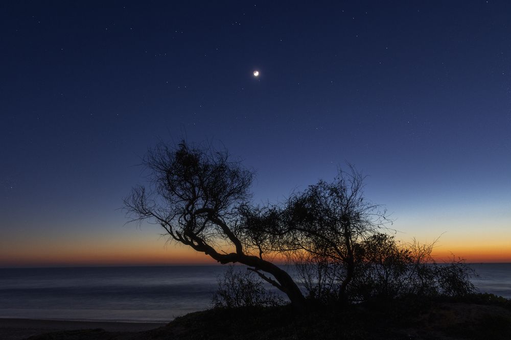Árbol con estrellas