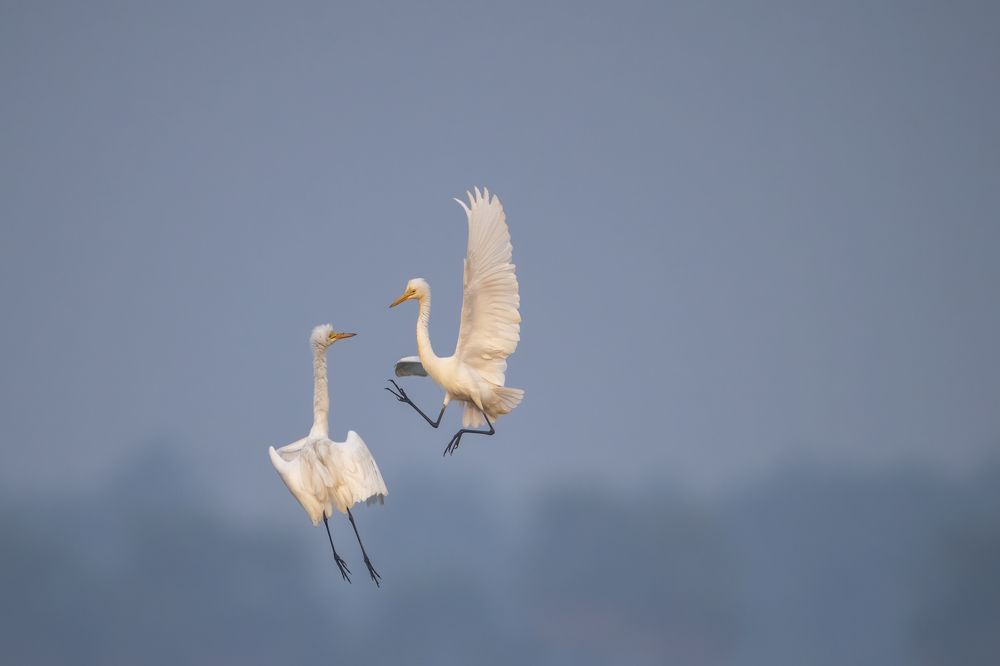 "Egret territorial fight"