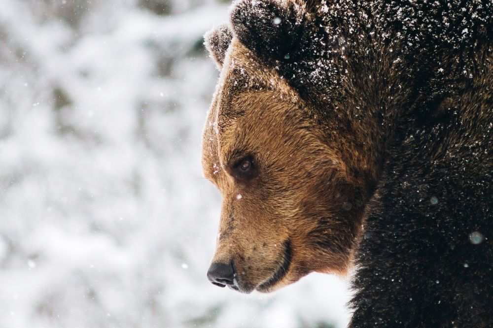 Brown bear in winter forest