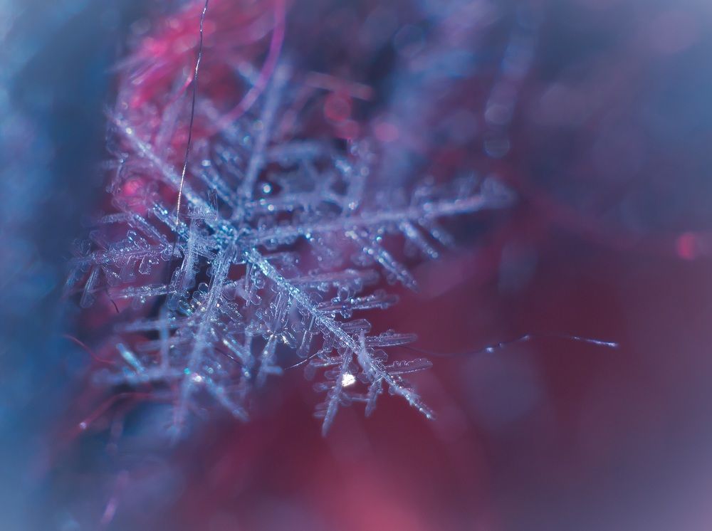 Photograph by Ольга Снаи