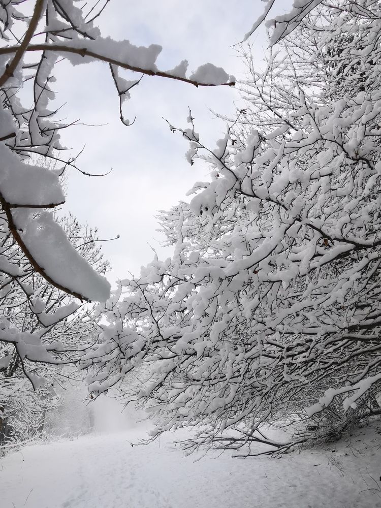 Photograph by Su Downham