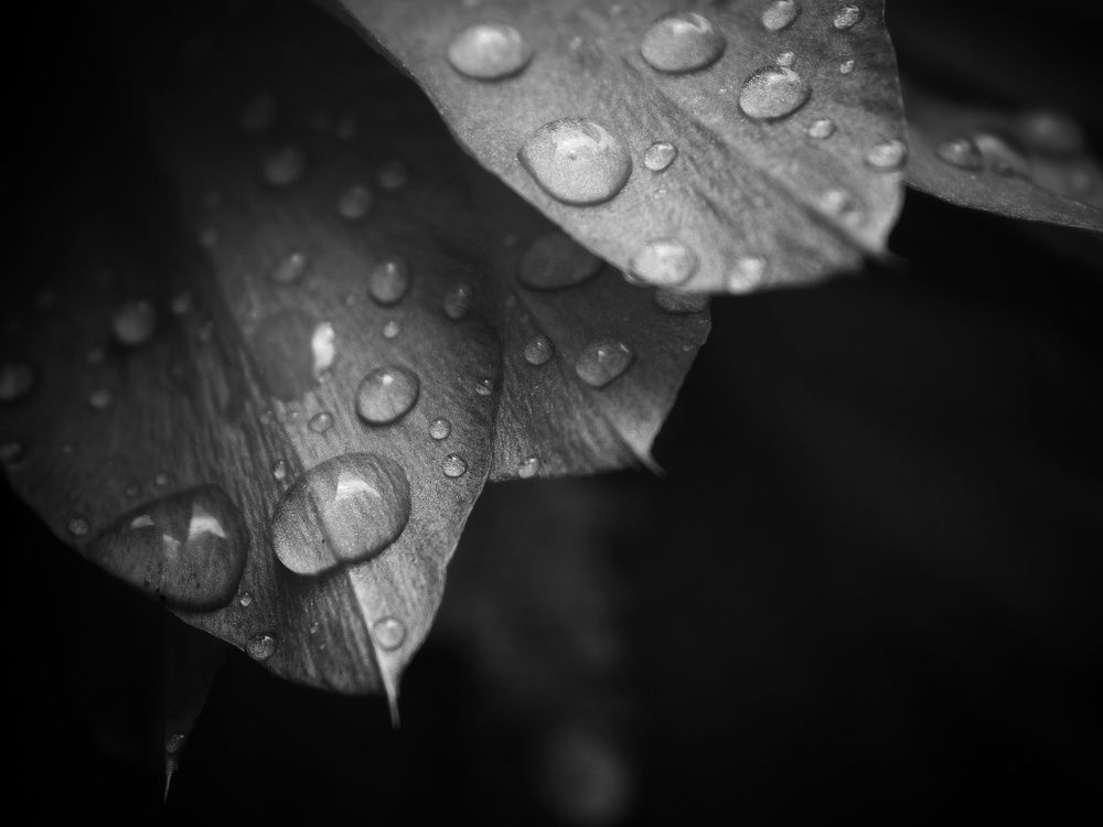 Photograph by Tihomir Pavlović