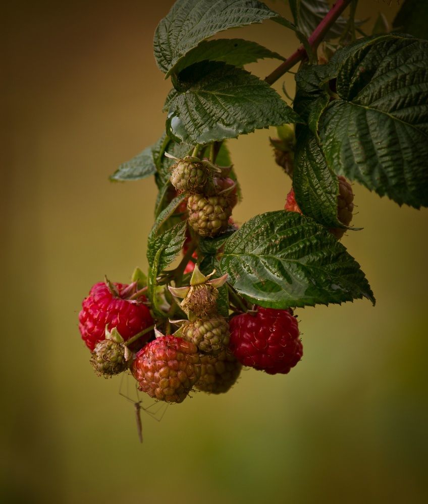 Photograph by Ольга Снаи