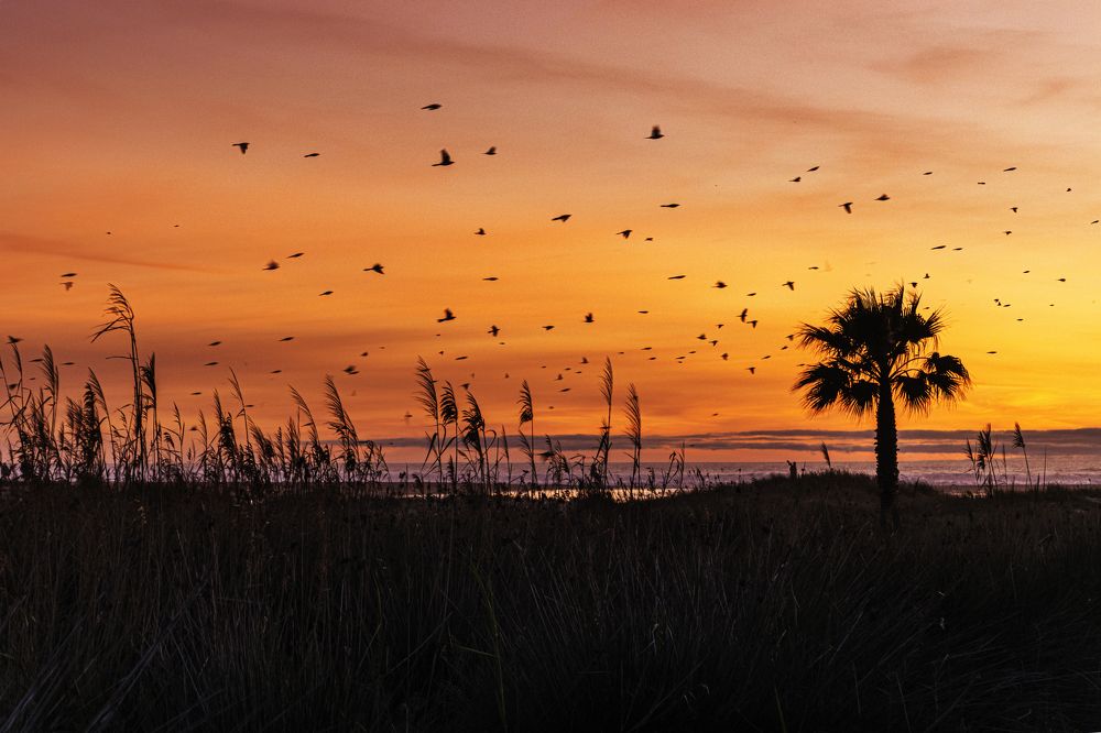 Pájaros al atardecer