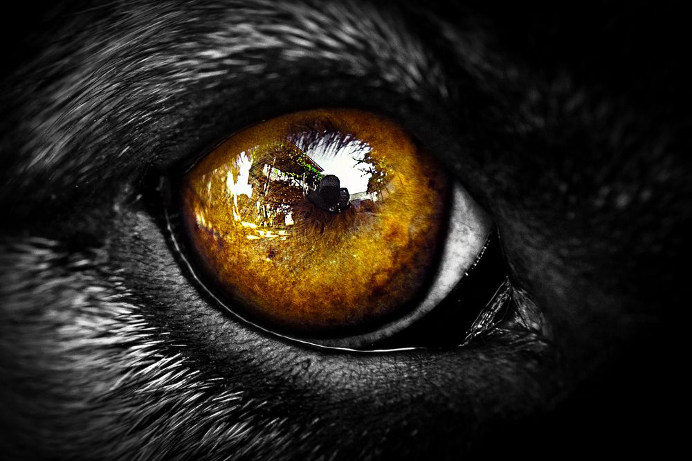 Photograph by Tsanko Darakchiev