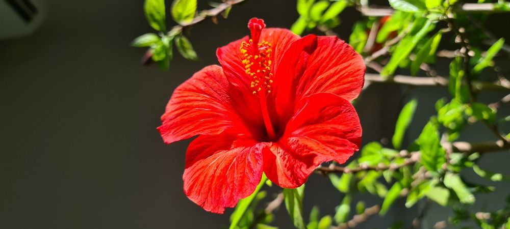 Hibiscus