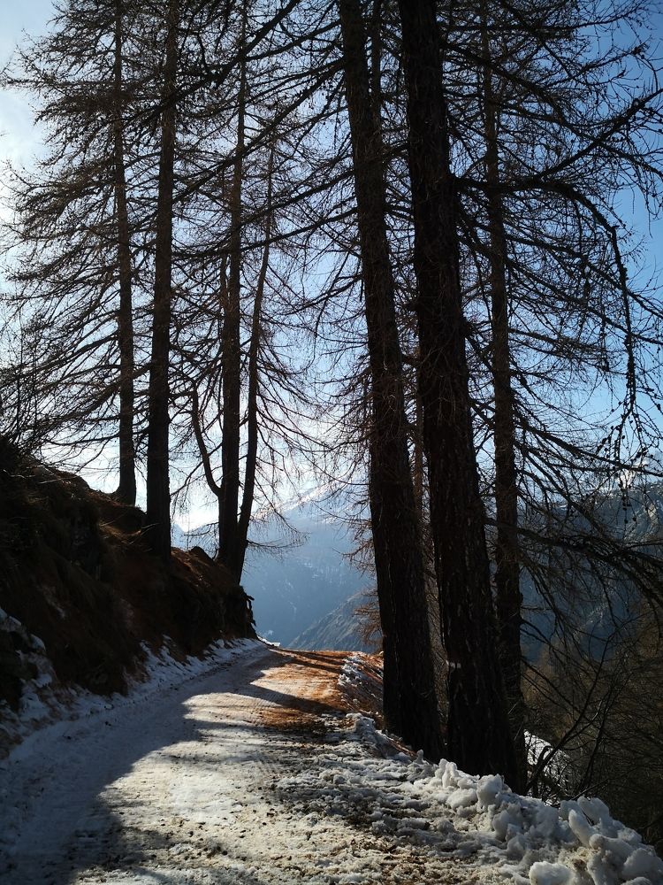 The Shadows of the Trees