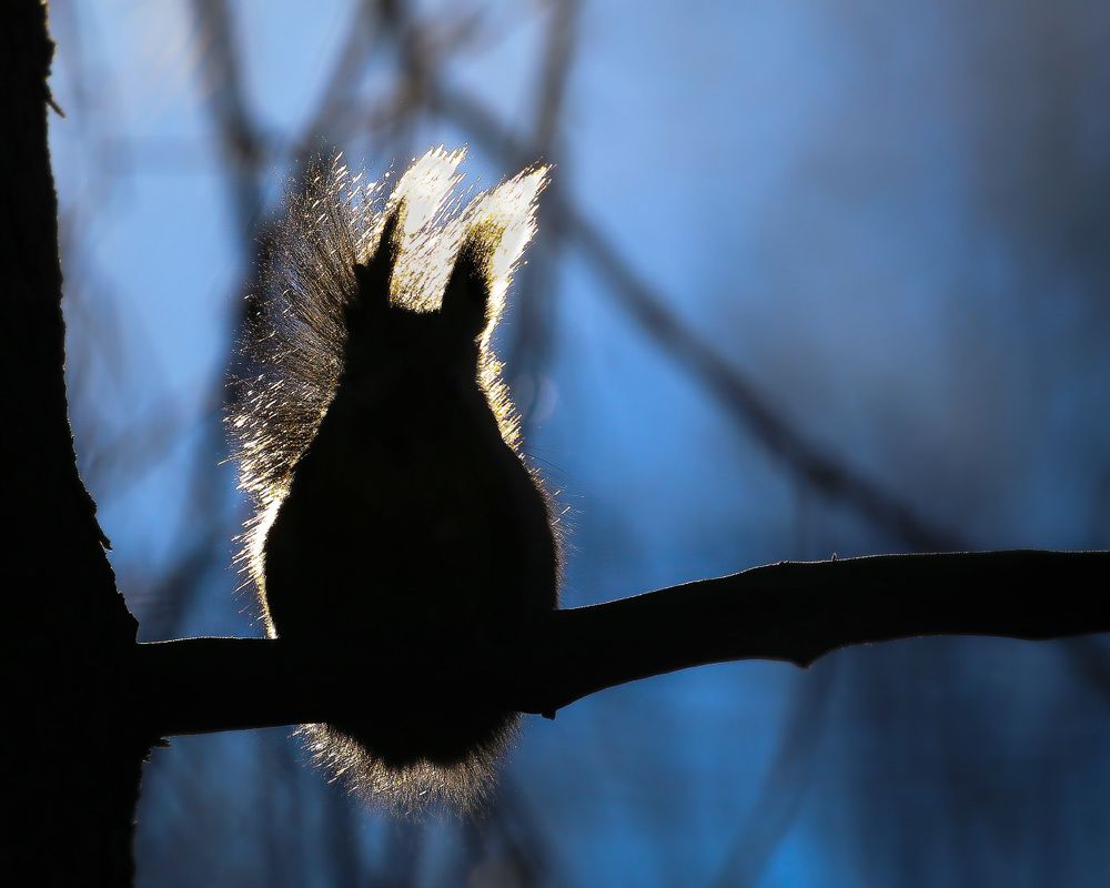 Пушистик - Fluffy