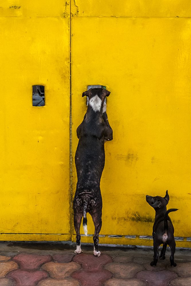 Photograph by ANIRBAN GANGULY